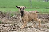 BOUVIER DES ARDENNES 149
